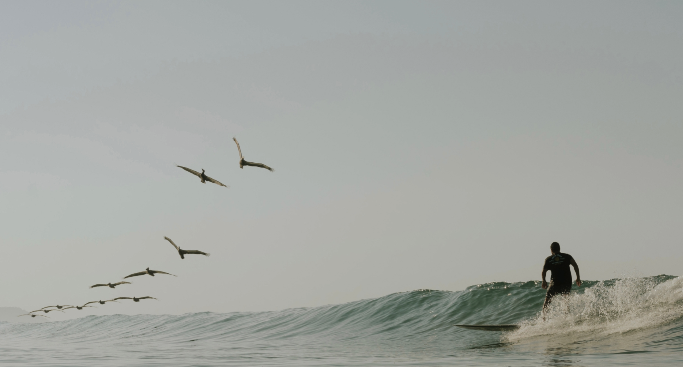 A surfer on a clean wave, birds crossing the frame